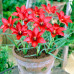 Тюльпан Ботанический Linifolia 5/+ - оптом