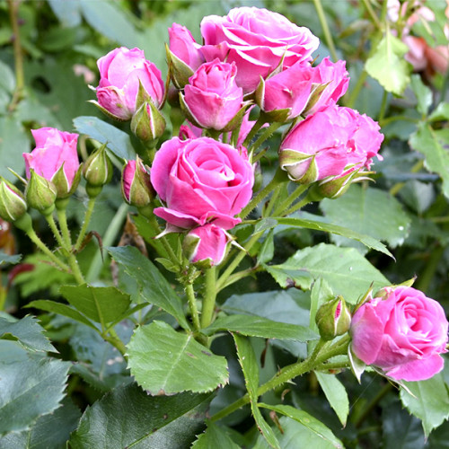 Троянда дрібноквіткова Рожева (RoseLuxe Poland)