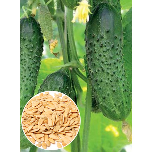 Огірок Цезар f1 ваговий (насіння) 1 кг