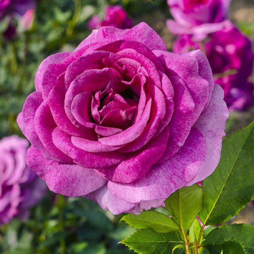 Троянда витка Віолет Парфум (Violette Parfume) клас АА