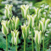 Тюльпан Виридифлора Spring Green 10/11 - оптом