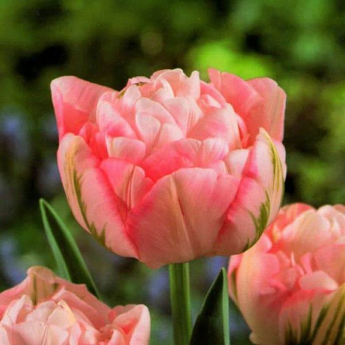 Тюльпан Махровый + Многоцветковый Peach Blossom 10/11