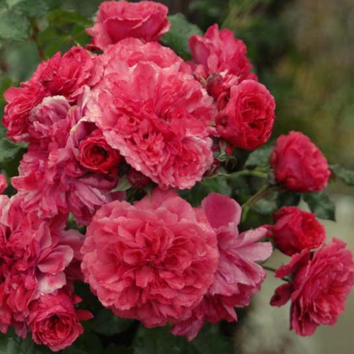 Троянда штамбова плетиста Розаріум 2 прививки