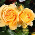 Троянда штамбова Tantau Кендллайт (Candlelight) 2 прививки - оптом