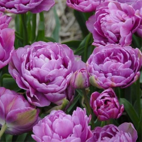 Тюльпан Махровый + Многоцветковый Lilac Perfection 10/11