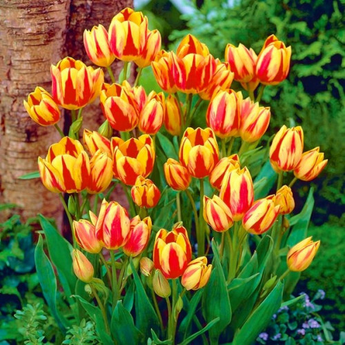 Тюльпан Многоцветковый Colour Spectacle 10/11