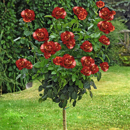 Троянда штамбова Файер Крек 2 прививки