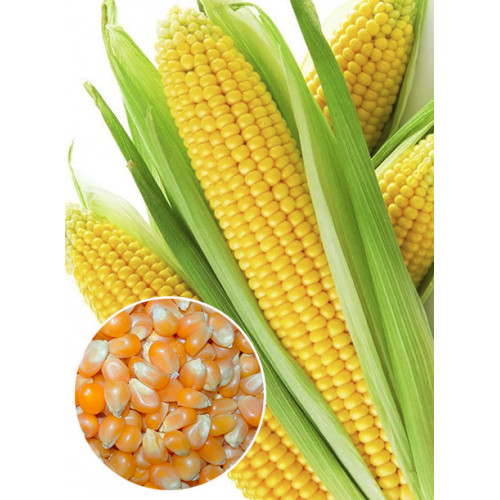 Кукуруза Брусница весовая (семена) 1 кг