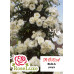 Троянда плетиста Біла (RoseLuxe Poland) - оптом