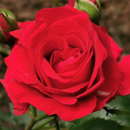 Роза крупноцветковая Красная (RoseLuxe Poland)