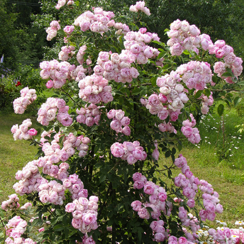 Роза плетистая Розовая (RoseLuxe Poland)