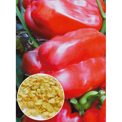 Перец Кубовидный толстостенный красный весовой (семена) 1 кг