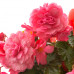 Бегонія Parfum Pastel Pink (з ароматом) - оптом