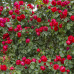 Роза английская плетистая Ред Иден Роуз АА класс - оптом