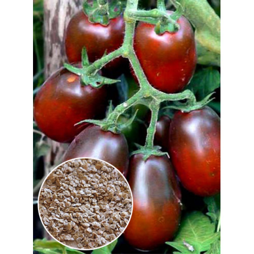 Томат Чорний мавр ваговий (насіння) 1 кг