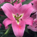 Лилия с гигантским цветком Corinthe 12/14 - оптом