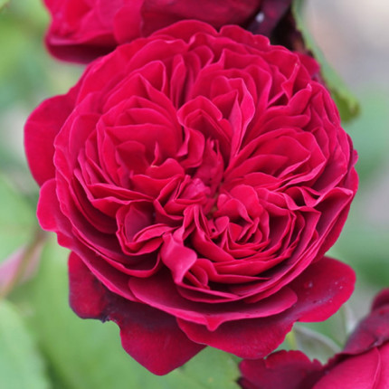 Троянда штамбова Бісантенер де Гійо 1 прививка