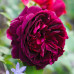 Троянда штамбова Мунстед Вуд 1 прививка - оптом
