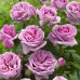 Троянда ч/г  Віолет Парфум (Violette Parfume) клас АА - оптом