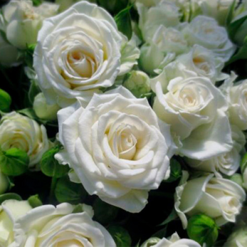 Троянда спрей Вайт Леді (White Lady)  клас АА