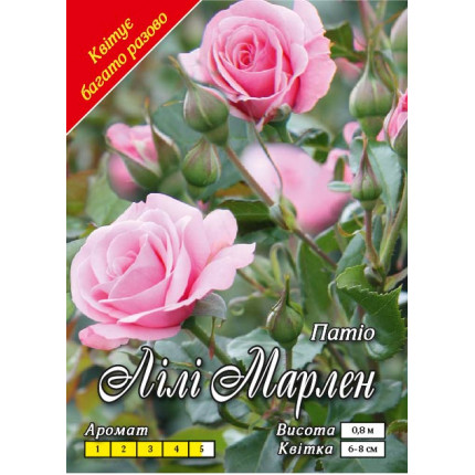 Троянда флорібунда Лілі Марлен клас АА
