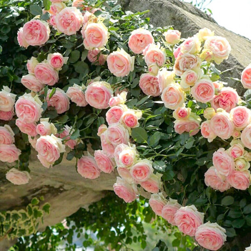 Троянда англійська плетиста Еден Роуз (Eden Rose) клас АА