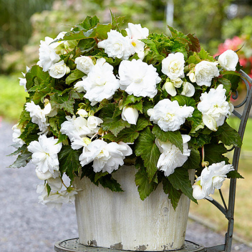 Бегонія ампельна з гігантськими квітками Біла
