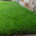 Трава багаторічна Райграс Обрій 1кг - оптом