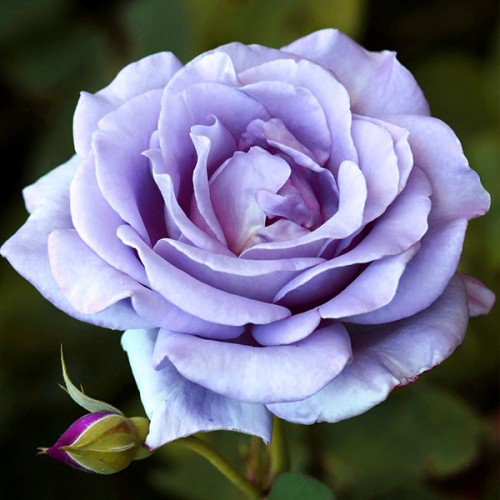Троянда великоквіткова Блакитна (RoseLuxe Poland) - оптом