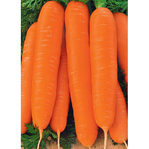 Морква Нантська вагова (насіння) 1 кг