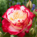 Троянда штамбова Дабл Делайт 2 прививки - оптом