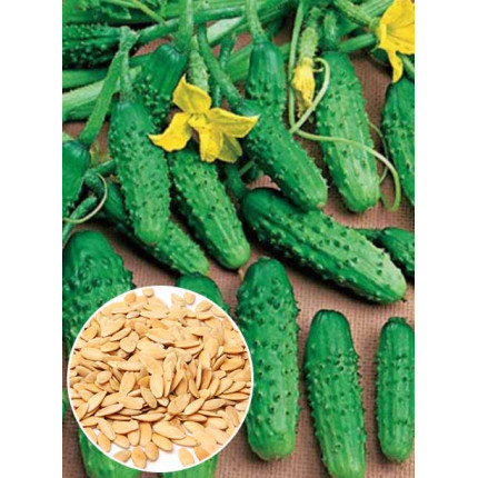 Огірок Соловей f1 ваговий (насіння) 1 кг