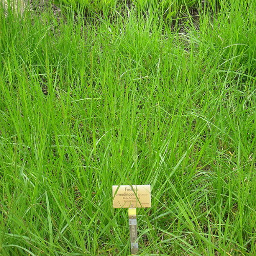 Трава Вiвсяниця (Костриця) Очеретяна 1 кг