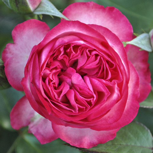 Троянда штамбова Рожевий Лід (Pink Ice) 2 прививки
