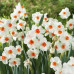 Нарцисс многоцветковый Geranium 10/12 - оптом