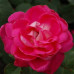 Троянда штамбова Tantau Акапелла (Acapella) 1 прививка - оптом