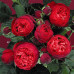 Троянда штамбова Tantau Піано (Piano) 1 прививка - оптом
