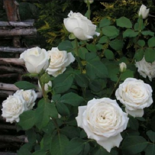 Троянда паркова Анастасія клас АА
