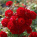 Троянда штамбова Tantau Старлет Роуз Наталі (Starlet Rose Natalie) 1 прививка - оптом