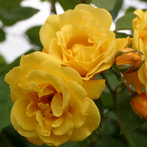 Троянда штамбова Голден Шоуерс  (плетиста) 1 прививка