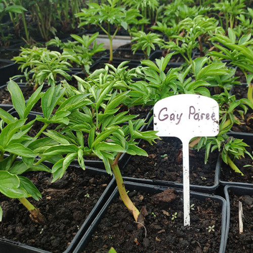 Півонія травяниста Gay Paree (контейнер 2.5л)