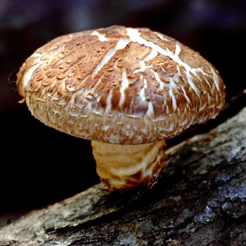 Шиитаке Императорский 50 г (мицелий грибов)