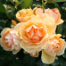 Троянда штамбова Tantau Хансесштад Росток (Hansestadt Rostok) 1 прививка - оптом
