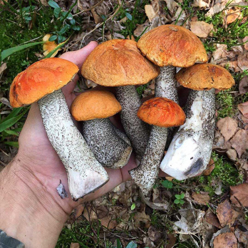 Подосиновик обыкновенный 50 г (мицелий грибов)