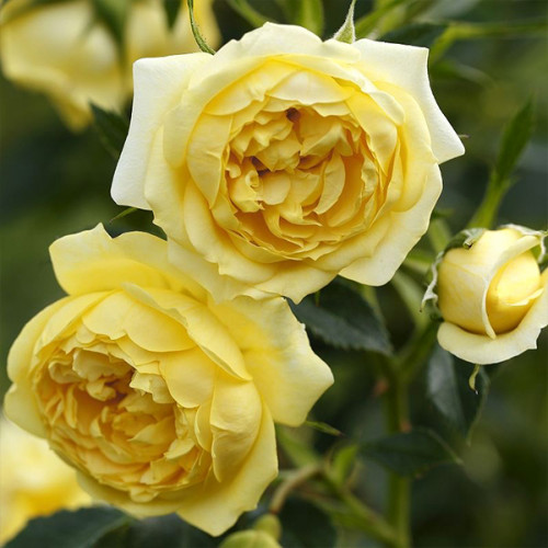 Троянда штамбова Tantau Старлет Роуз Еліда (Starlet Rose Elida) 2 прививки