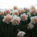Нарцисс махровый Flower Surprise 10/12 (каперс) - оптом