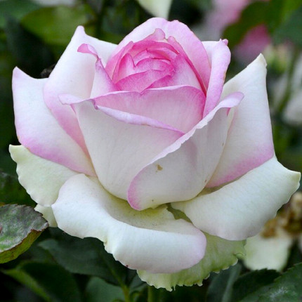 Роза крупноцветковая Белая с розовой каймой (RoseLuxe Poland)