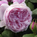 Троянда штамбова Tantau Гартентраум (Gartentraume) 2 прививки - оптом