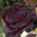 Троянда штамбова Чорна королева 1 прививка - оптом