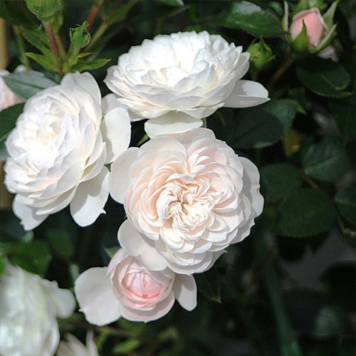 Троянда штамбова Tantau Старлет Роуз Аліна (Starlet Rose Alina) 1 прививка